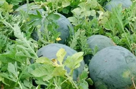 红瓜子的做法(红瓜子的做法和步骤) 红瓜子的做法(红瓜子的做法和步骤)