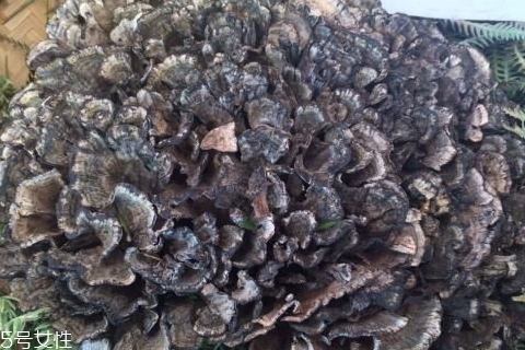 干巴菌的特点(干巴菌的特点) 干巴菌的特点(干巴菌的特点)