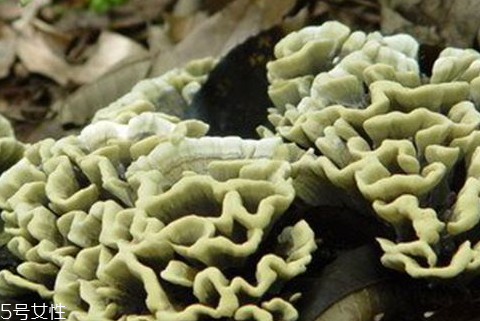 干巴菌可以保存多久(干巴菌可以保存多久)