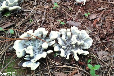 干巴菌什么颜色(干巴菌什么颜色) 干巴菌什么颜色(干巴菌什么颜色)