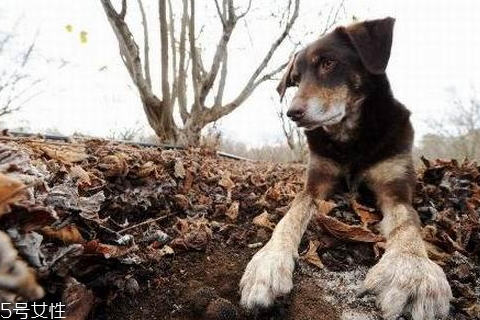 怎么判断黑松露是否成熟(黑松露成熟和不成熟的区别)