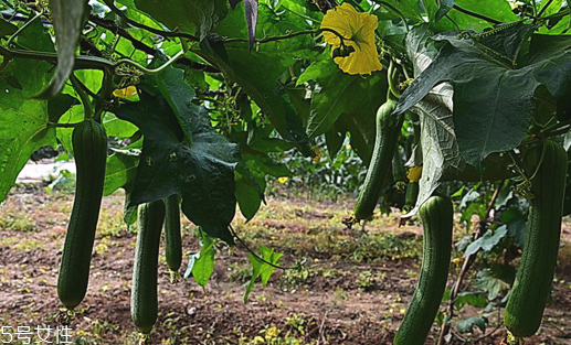 丝瓜发苦有毒吗(丝瓜发苦有毒吗?)