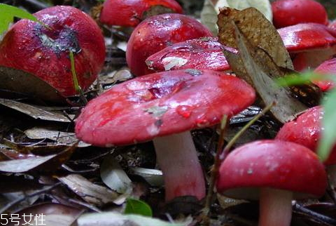 红菇生长在什么地方(红菇产地最好在哪里)