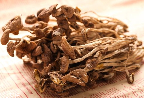 茶树菇的特点(茶树菇的特点) 茶树菇的特点(茶树菇的特点)