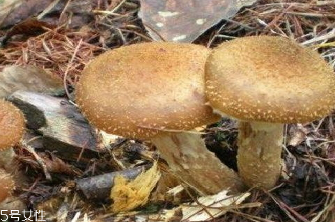 榛蘑是哪里的特产(榛蘑产地在哪里)