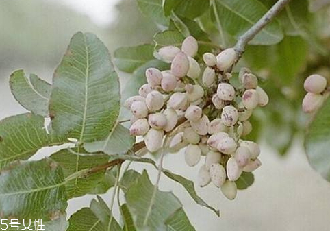 开心果树的特征(开心果树的特征) 开心果树的特征(开心果树的特征)