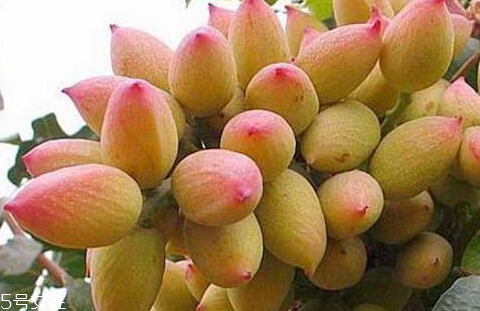 开心果树怎么种植(开心果树怎么种植)