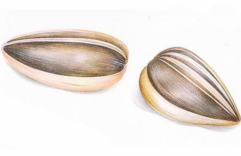 发苦瓜子的危害(瓜子苦的对身体有害吗)