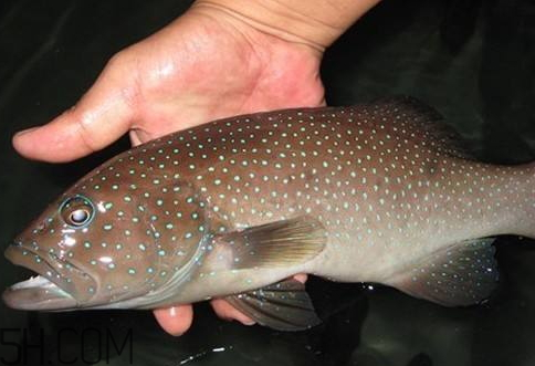 吃新鲜鱼的危害(不新鲜的鱼吃了有什么危害) 吃新鲜鱼的危害(不新鲜的鱼吃了有什么危害)