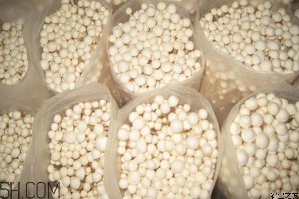 金针菇种植五步骤(金针菇种植方法和步骤) 金针菇种植五步骤(金针菇种植方法和步骤)