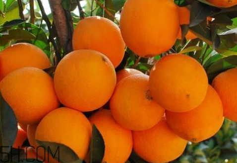 柑和橙的区别(桔普和小青柑的区别)