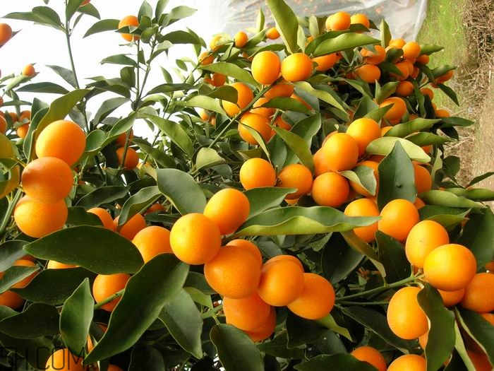 金桔的烹饪小技巧(金桔如何吃法)