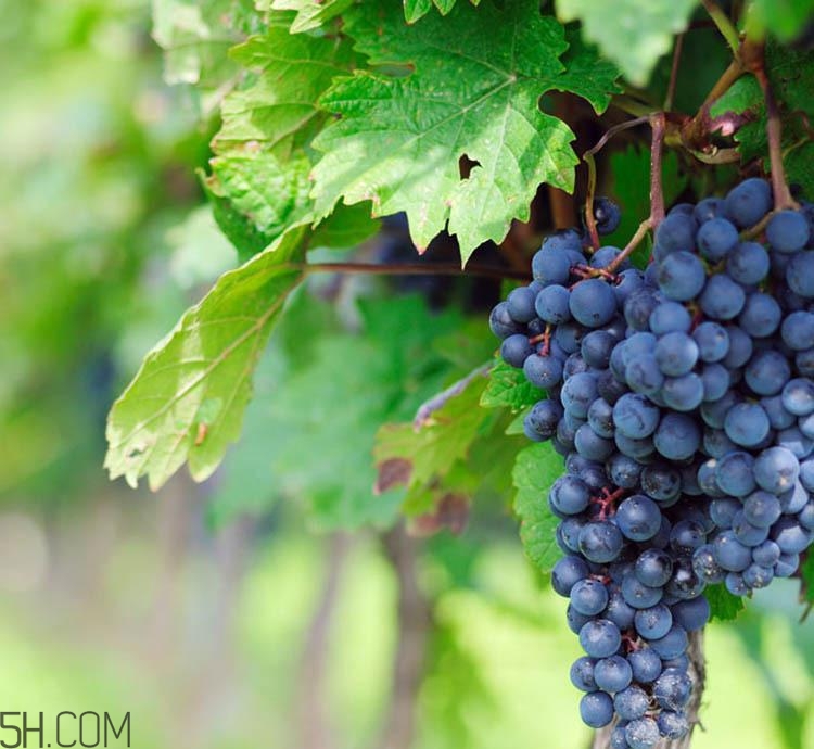 怎么挑选葡萄(怎么挑选葡萄干)