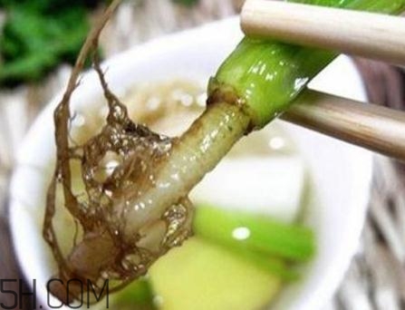 香菜根煮水的功效(香菜根煮水的功效和作用)