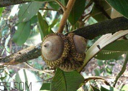 益肾子的产地(益肾子的产地)