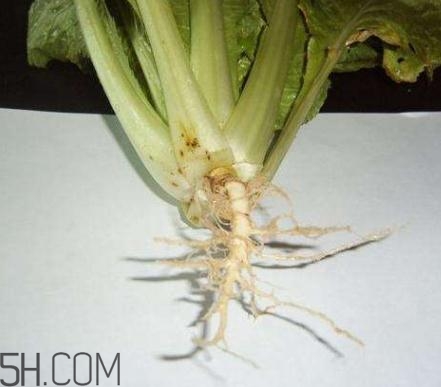 香菜根煮水原理(香菜根煮水的做法步骤) 香菜根煮水原理(香菜根煮水的做法步骤)