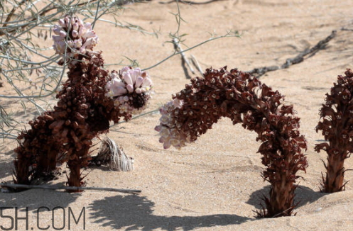 肉苁蓉是什么颜色(肉苁蓉是什么颜色的最好)