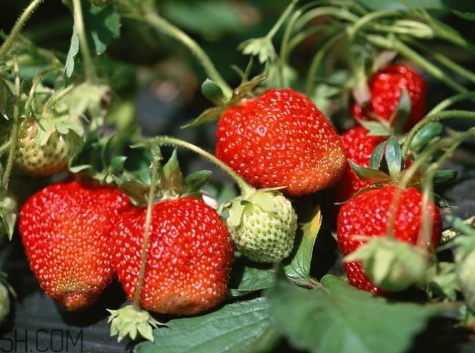 草莓不能和什么一起吃(草莓不能和什么一起吃?) 草莓不能和什么一起吃(草莓不能和什么一起吃?)