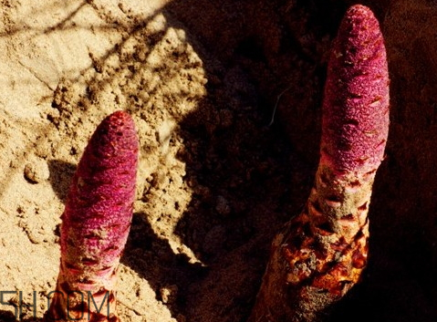 锁阳的药用价值(锁阳的药用价值和功效)