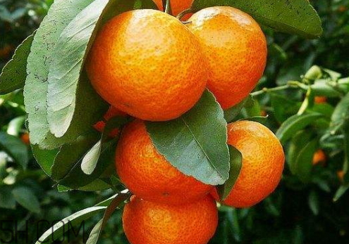 沙糖桔的特点(沙糖桔的特点和作用)
