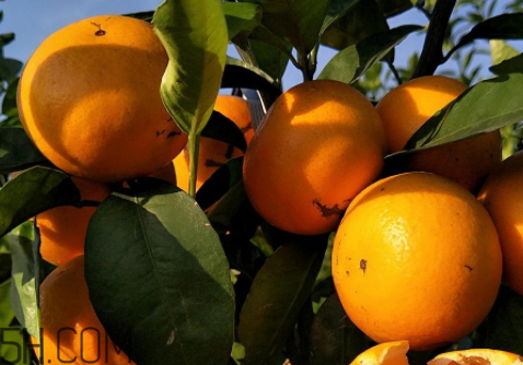 2018沙糖桔价格预测(沙糖桔今年价格预测)