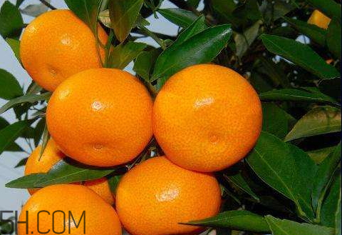 涌泉蜜桔的特点(哪里能买到正宗的涌泉蜜桔)