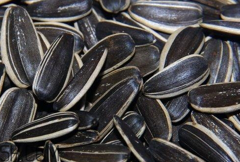 瓜子保质期多久(洽洽瓜子保质期多久)