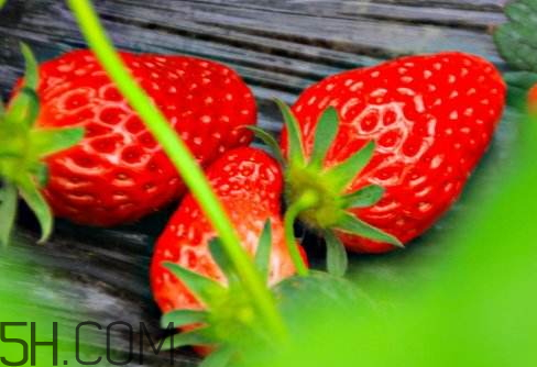 甜宝草莓的特点(甜宝草莓的特点)