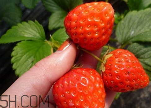 2018种草莓赚钱吗(现在种草莓赚钱吗)