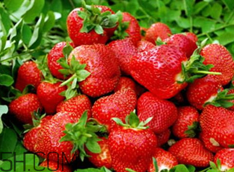 挑选草莓小窍门(怎样挑选草莓窍门) 挑选草莓小窍门(怎样挑选草莓窍门)