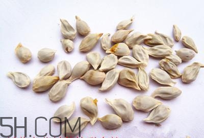 橘子籽的功效和作用(橘子籽的功效和作用禁忌)