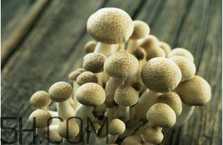 蘑菇不能和什么一起吃(蘑菇不能和什么一起吃会中毒)