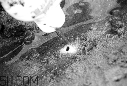 渔民海边挖蛏子技巧(蛏子怎么挖海边蛏子) 渔民海边挖蛏子技巧(蛏子怎么挖海边蛏子)