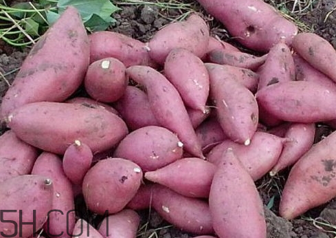 什么品种的红薯最好吃(土豆哪个品种好)