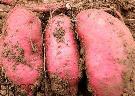 红薯的热量高吗(红薯的热量高吗 适合减肥吗)