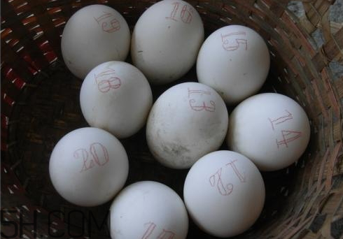 腌鹅蛋的做法(腌鹅蛋的方法和步骤) 腌鹅蛋的做法(腌鹅蛋的方法和步骤)