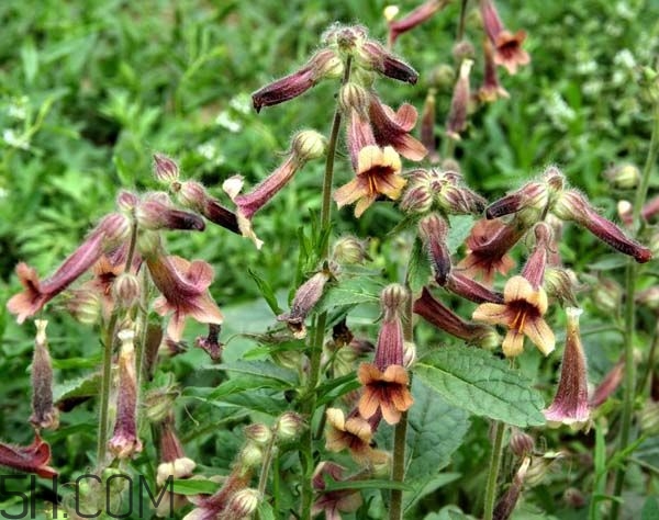 鲜地黄的功效和作用(鲜地黄的功效和作用及食用方法) 鲜地黄的功效和作用(鲜地黄的功效和作用及食用方法)