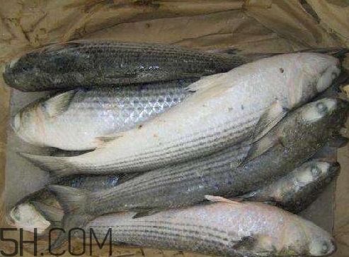 冷冻鲫鱼好吃吗(冷冻鲫鱼好吃吗)
