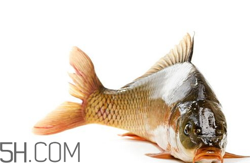 鱼胆破了的鱼有什么危害(鱼胆破了对人有伤害吗)