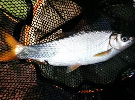 鲫鱼眼睛突出用什么药(鲫鱼眼睛突出用什么药)