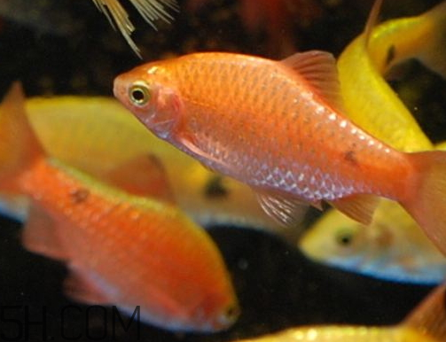 鲫鱼发红能不能吃(鲫鱼发红能吃吗)