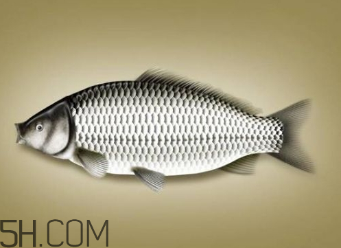 鲫鱼有黑色白色之分吗(鲫鱼为什么有白色和黑色的)