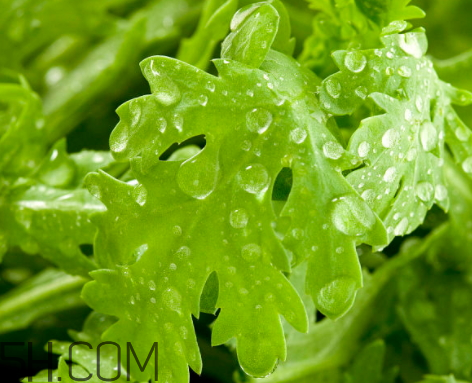 茼蒿怎么做好吃(茼蒿怎么做好吃又简单) 茼蒿怎么做好吃(茼蒿怎么做好吃又简单)