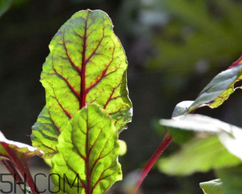 萝卜叶的特点(萝卜叶的特点)