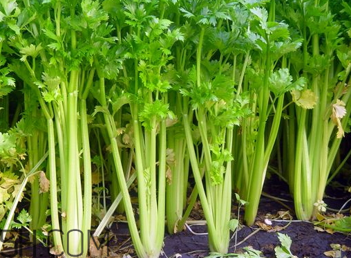 西芹怎么做好吃(西芹怎么做好吃又简单)