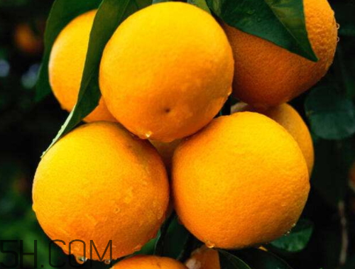 脐橙的挑选法(脐橙的挑选方法)