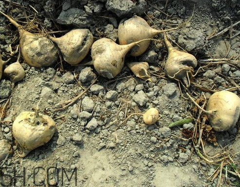 地瓜的形态特征(地瓜的种类) 地瓜的形态特征(地瓜的种类)