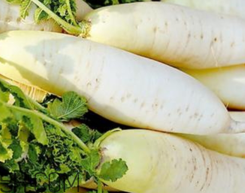 白萝卜怎么贮存(白萝卜怎样贮存)