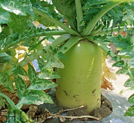 萝卜食谱推荐(萝卜食谱大全)