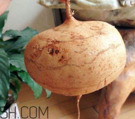 白地瓜的作用(白地瓜的作用和功效)